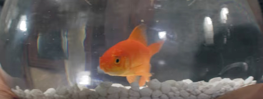 The People vs the School System